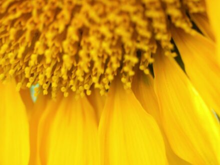 NATUR – Fotografie 1