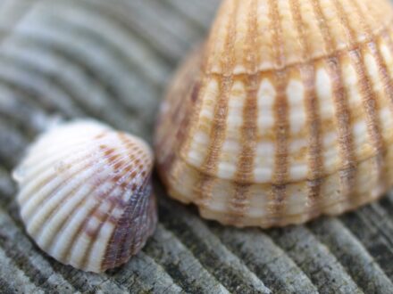 STRANDGUT – Fotografie 5